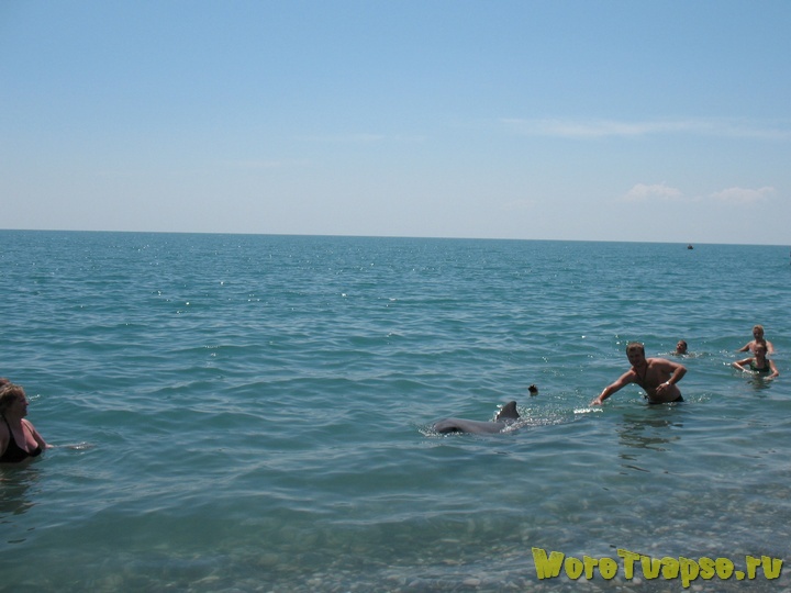 Дельфин на пляже Туапсе